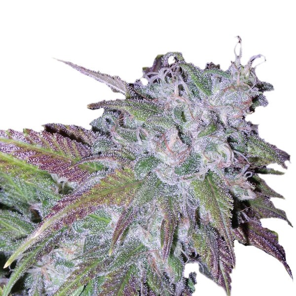 Growers Choice Silvergrape Sherbet Samen