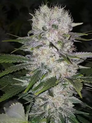 Skunk Hero RBX1 - Ethos feminisiert 5er Pack