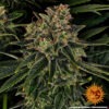 Barney's Farm skywalker og auto Samen – Bild 2