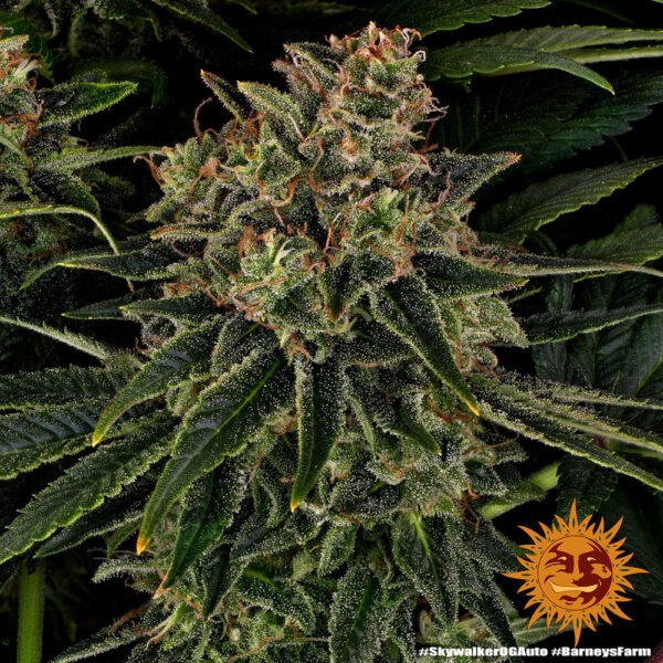 Barney's Farm skywalker og auto Samen – Bild 2