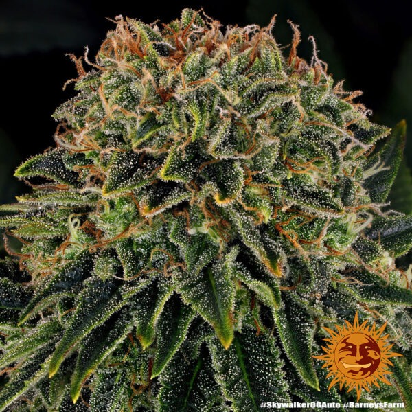 Barney's Farm skywalker og auto Samen – Bild 3
