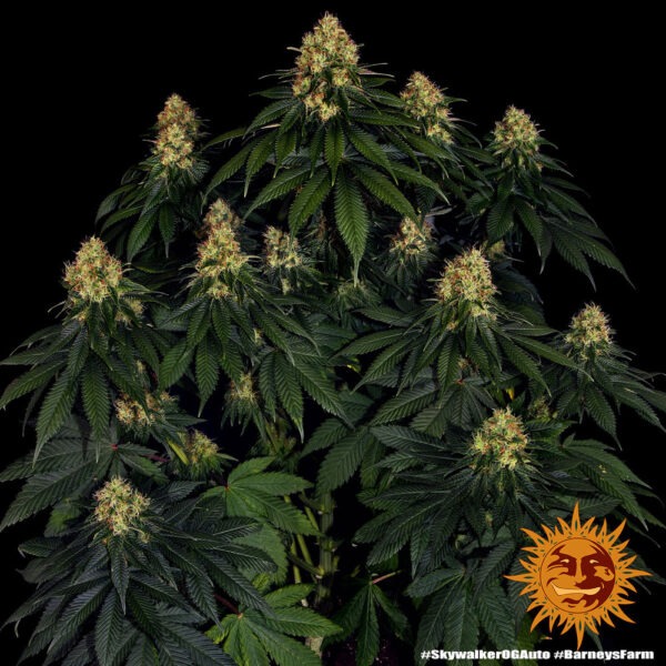 Barney's Farm skywalker og auto Samen – Bild 4