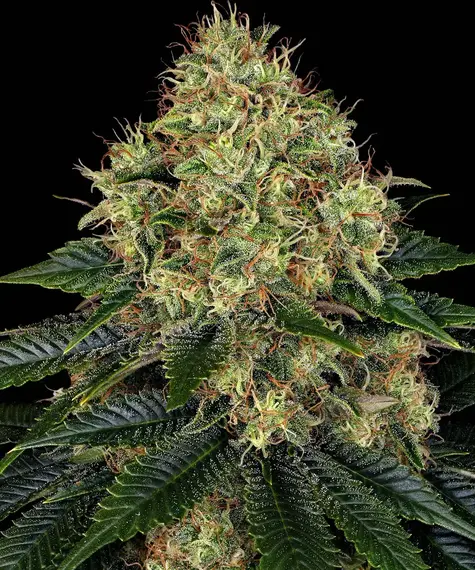Barney's Farm skywalker og auto Samen