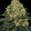 Barneys Farm Skywalker OG Auto 10 Stk feminisiert