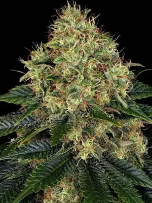 Barneys Farm Skywalker OG Auto 10 Stk feminisiert