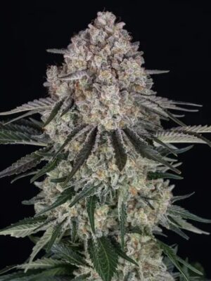 Sour Diesel - Barneys Farm feminisiert 3er Pack