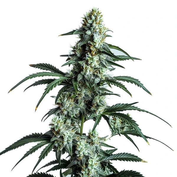 Blimburn Seeds sour diesel Samen