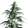 Blimburn Seeds Sour Diesel 3 Stk feminisiert