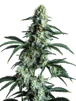 Blimburn Seeds Sour Diesel 9 Stk feminisiert Blimburn Seeds Sour Diesel 3 Stk feminisiert