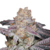 Growers Choice Sour Zkittlez Samen