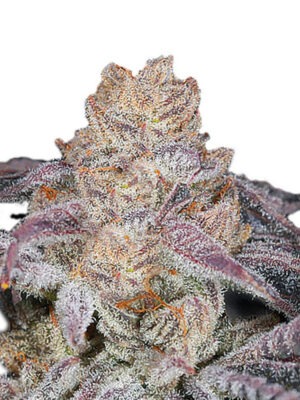 Growers Choice Sour Zkittlez Samen