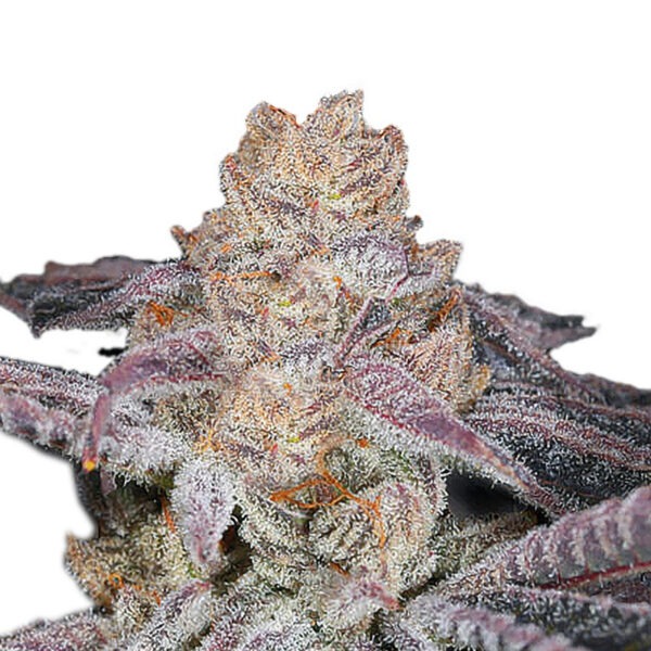 Growers Choice Sour Zkittlez Samen
