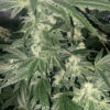 Growers Choice Sour Zkittlez Samen – Bild 3