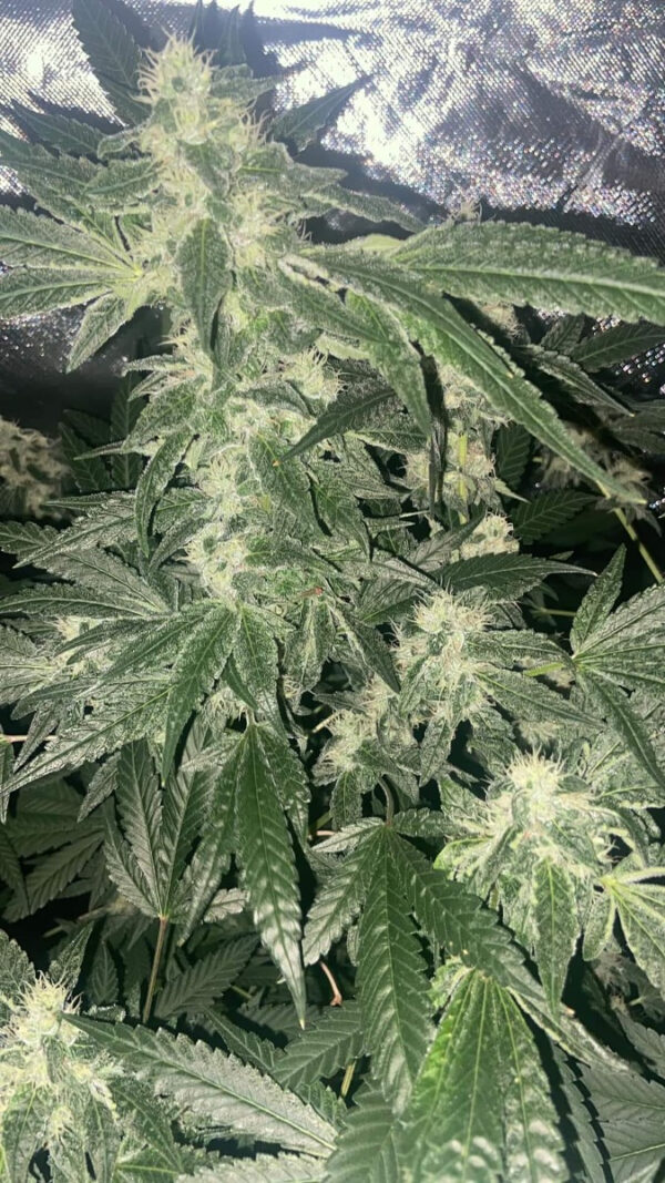 Growers Choice Sour Zkittlez Samen – Bild 3