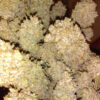 Growers Choice Sour Zkittlez Samen – Bild 4
