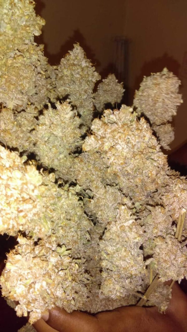 Growers Choice Sour Zkittlez Samen – Bild 4