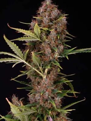Spliff Seeds Dutch Auto 5 Stk feminisiert