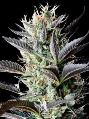 Spliff Seeds Dutch Blue Auto 5 Stk feminisiert