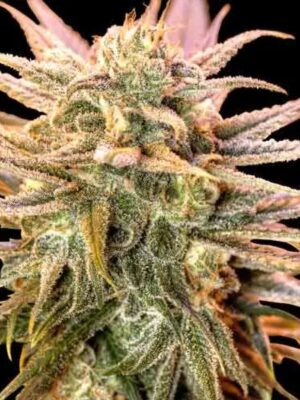 Spliff Seeds Gold Bar Kush 5 Stk feminisiert