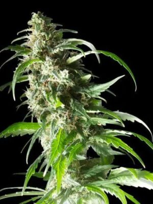 Spliff Seeds Jack F1 5 Stk feminisiert