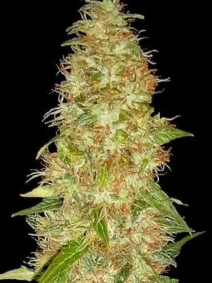 Spliff Seeds Moon Walker Kush 5 Stk feminisiert