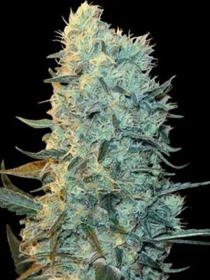 Spliff Seeds Power Plant 5 Stk feminisiert