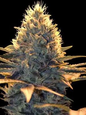 Spliff Seeds Spliff Cheese 5 Stk feminisiert