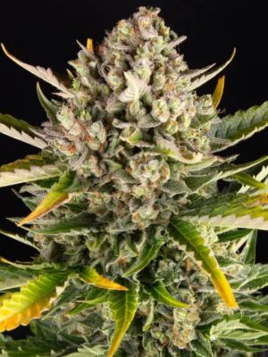 Strawberry Cheesecake Auto - Barneys Farm feminisiert 3er Pack