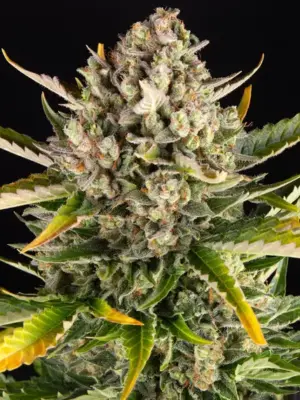 Barneys Farm Strawberry Cheesecake Auto 5 Stk feminisiert