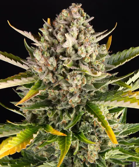 Barneys Farm Strawberry Cheesecake Auto 5 Stk feminisiert