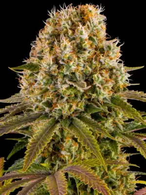 Barneys Farm Strawberry Lemonade 10 Stk feminisiert