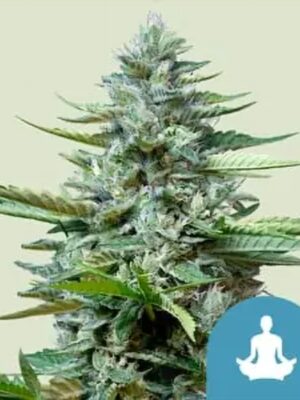 Stress Killer Automatic CBD - Royal Queen Seeds feminisiert 3er Pack