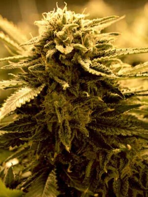 Delicious Seeds Sugar Black Rose Auto 10 Stk feminisiert