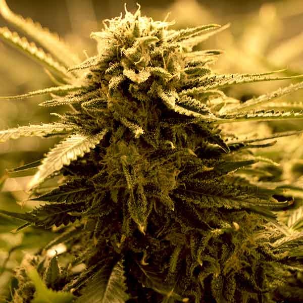 Delicious Seeds Sugar Black Rose Auto 3 Stk feminisiert Delicious Seeds Sugar Black Rose Auto 10 Stk feminisiert