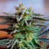 Delicious Seeds sugar black rose early version Samen