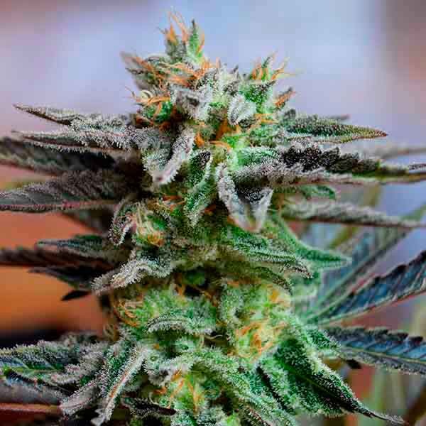 Delicious Seeds Sugar Black Rose Early Version 5 Stk feminisiert Delicious Seeds Sugar Black Rose Early Version 10 Stk feminisiert