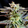 Delicious Seeds Sugar Black Rose 10 Stk feminisiert