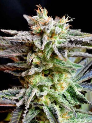 Delicious Seeds Sugar Black Rose 10 Stk feminisiert