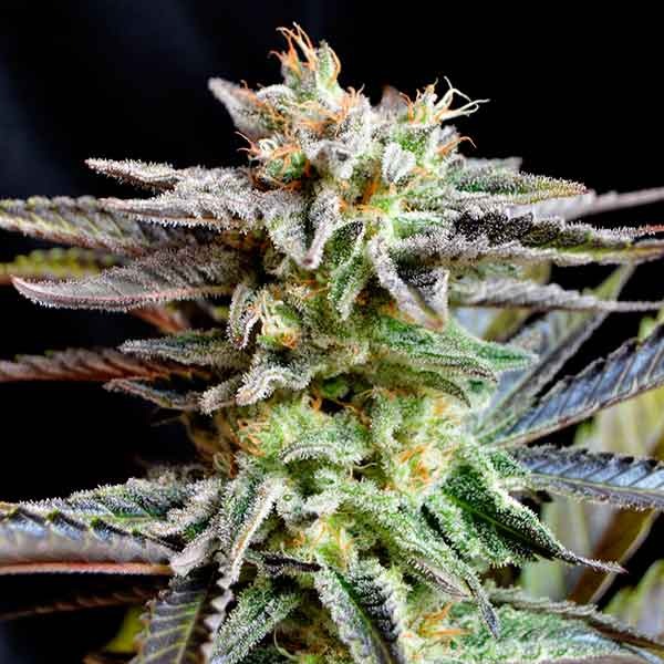 Delicious Seeds Sugar Black Rose 10 Stk feminisiert