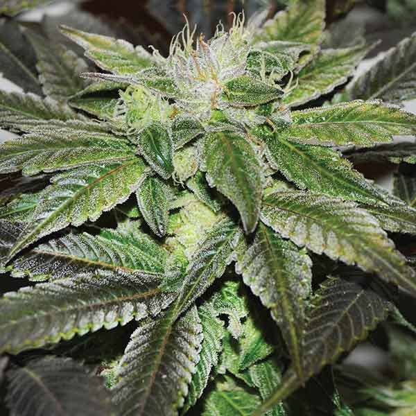 Delicious Seeds sugar candy Samen
