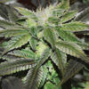 Delicious Seeds Sugar Candy 10 Stk feminisiert