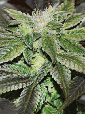 Delicious Seeds Sugar Candy 10 Stk feminisiert