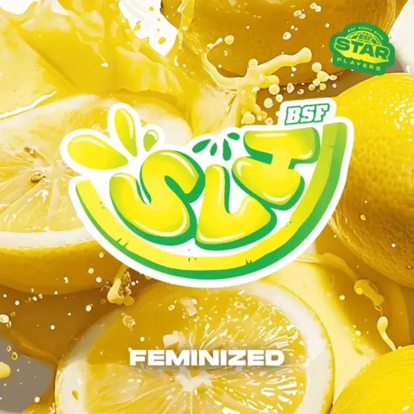 BSF Seeds super lemon haze Samen – Bild 2