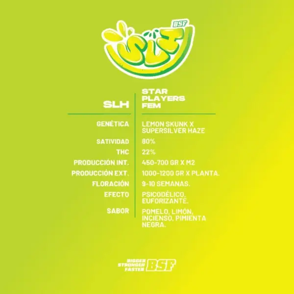 BSF Seeds super lemon haze Samen – Bild 3