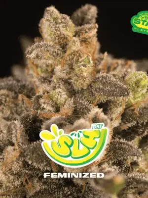 BSF Seeds super lemon haze Samen BSF Seeds super lemon haze Samen