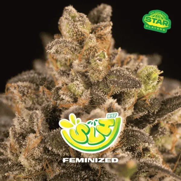 BSF Seeds super lemon haze Samen