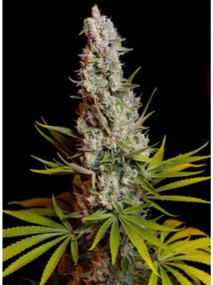 Sweet Cheese - Sweet Seeds feminisiert 3er Pack