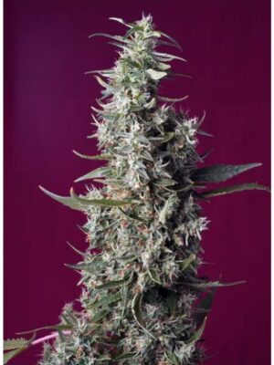 Sweet Cherry Pie - Sweet Seeds feminisiert 3er Pack