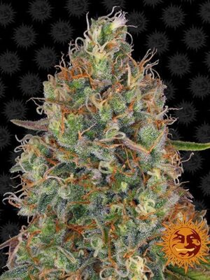 Barneys Farm Sweet Tooth Auto