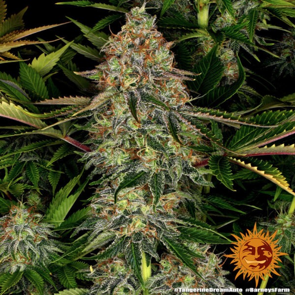 Barney's Farm tangerine dream auto Samen – Bild 2